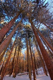 sunset thru the trees