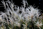 evening-ice