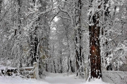 winter-wonderland